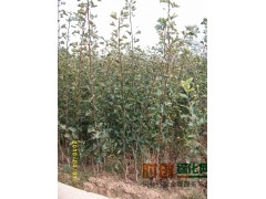 2017年山楂价格行情，山楂价格_最新山楂价格图1