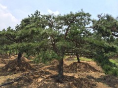求购黄山松2米高的1300棵现在就用有货的赶快报价图1