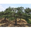 求购黄山松2米高的1300棵现在就用有货的赶快报价