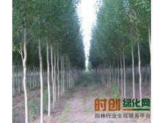银中杨图1