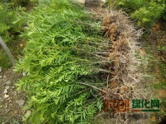 水杉_水杉价格_最新水杉批发报价 - 中国花木网图1