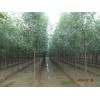 冠县绿化苗木常年低价出售白蜡1-15公分 法桐1-20公分