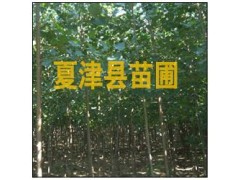 107速生杨 速生杨树苗图1