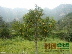 求购8-10柿子树图1