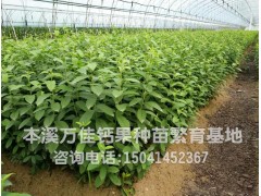 钙果苗-欧李苗批发图3