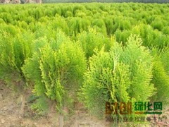 洒金柏_洒金柏价格_最新洒金柏批发报价 - 中国花木网13851381695图1