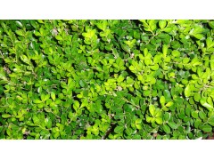 瓜子黄杨_瓜子黄杨价格_今日苗木网-苏宁花卉苗木批发基地13851381695图1