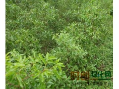 枣树苗 数量大 价格优 品种好 常年出售图1