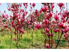 广玉兰_白玉兰价格_紫玉兰基地,江苏省沭阳县朝阳花木园艺场图1