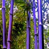 湖州竹子，安吉竹子，批发优质竹子供应，紫竹、斑竹，金镶玉竹