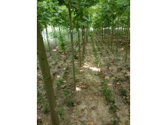 鄢陵花木供应，女贞，玉兰，广玉兰，低价玉兰，玉兰供应图1