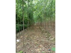 鄢陵花木供应，女贞，玉兰，广玉兰，低价玉兰，玉兰供应图2