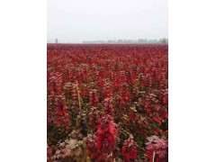 四季草花_四季草花价格，草花价格保质保量，价格低13791659503图1