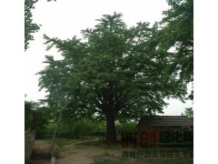 基地常年对外出售2-60公分银杏嫁接树图1