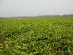 供应核桃苗多少钱一株 成活率高 产量大 山西苗木科研所图1