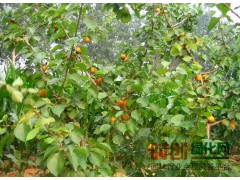 山杏苗批发价格 山杏苗批发培育基地图1