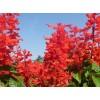 青州花卉专业销售一串红 成活率高 出圃率高15853638158