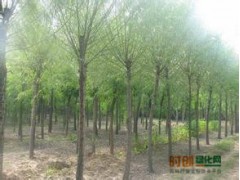 2017年速生柳价格 速生柳价格咨询 速生柳价格比较图1