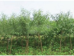 4公分桃树-6公分桃树13467240579张炎出售图1
