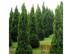 龙柏找沭阳大唐园林绿化苗木销售中心 种植规模大｜小龙柏图1