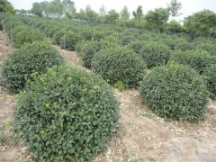 购扶芳藤到扶芳藤基地.品种全价格低 沭阳大唐园林绿化苗木销售中心图1