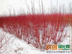 2017全新红瑞木价格基地批发 红瑞木价格量大从优图1