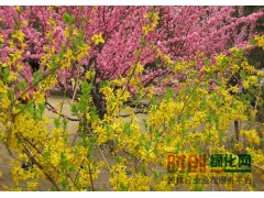 50万棵迎春价格热销中 价格低 包运输 货到付 迎春 现货出售中 量大从优图1