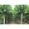 山东济宁青山园林苗木主要品种有新品种速生法桐、法桐、1--2年帽