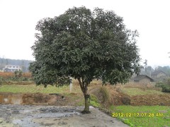 优质桂花价格首选杜鹃世家苗圃 质好价低 桂花树价格?图1