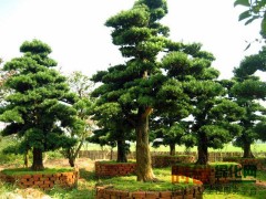 今日罗汉松种子价格 罗汉松_罗汉松价格 一盆罗汉松卖70万图1