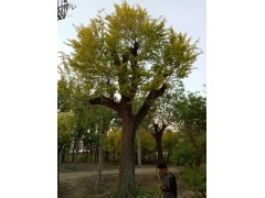 高密黄金榆苗木供应，黄金榆价格批发，高密姿皓苗木供应黄金榆量大图1