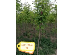 优质香花槐供应，香花槐资讯、宁夏吴忠香花槐李波13709539781图1