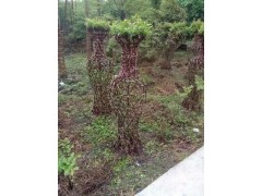 精品丹桂桂花树、丹桂基地琳琅花木、丹桂造型、造型桂花树、丹桂价格、丹桂造型厂家图2