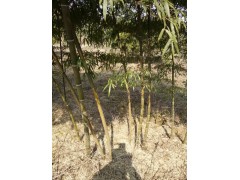 安吉吉利苗圃出售大量竹苗，主营竹子类、毛竹、紫竹等，杨品叶13757218110图1