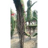 恐龙植物造型制作，鄢陵植物造型制作授课基地 13069504820