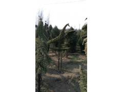 植物造型图1