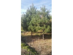 供应规格3-7米的油松，量大采购优惠，吉林春林苗圃专供油松图1