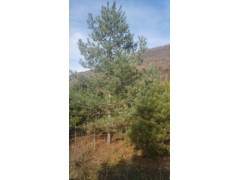 供应规格3-7米的油松，量大采购优惠，吉林春林苗圃专供油松图2