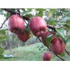 “完美红梨”全红梨为主，原有梨树品种改良（高嫁接技术）早酥红梨