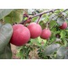 早酥红梨一年种苗