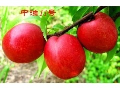 桃树品种中油14、中油13、中油12、中油11供应13782645597图1