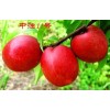 桃树品种中油14、中油13、中油12、中油11供应13782645597