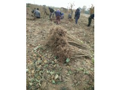 辽宁哪里的大果榛子好？图2