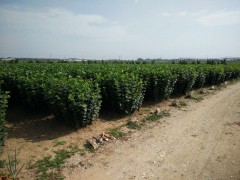 辽宁哪里的大果榛子好？图3