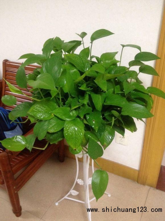 整理了20种最常见花卉盆栽的生长特点，没事常看看！