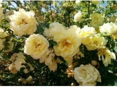 新疆黄刺玫/银川宁夏榆叶梅/青海宁夏红叶李/四季玫瑰图2