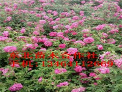 新疆黄刺玫/银川宁夏榆叶梅/青海宁夏红叶李/四季玫瑰图3