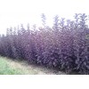苗圃出售紫叶李 自产紫叶李 销售热线 18053741777