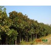 广玉兰树价格批发 各种苗木直销 价格更低13973391737
