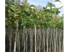 裂叶榆_裂叶榆价格，临河茂林景观园林绿化公司15847806688图1